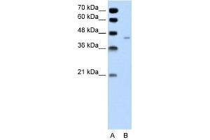 Pannexin 1 antibody used at 1 ug/ml to detect target protein.