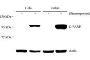Western blot analysis of PARP1 (ABIN7075114),at dilution of 1: 1000 (PARP1 antibody  (cleaved))