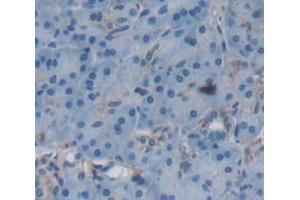 Figure. (SEMA4B antibody  (AA 192-367))
