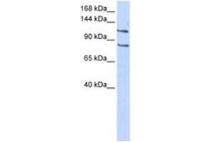 Image no. 1 for anti-CCAAT/enhancer Binding Protein (C/EBP), zeta (CEBPZ) (C-Term) antibody (ABIN6742792) (CEBPZ antibody  (C-Term))
