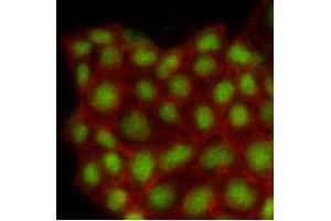 Immunofluorescence (IF) image for anti-Mitogen-Activated Protein Kinase 1 (MAPK1) (AA 1-360), (N-Term) antibody (ABIN492383) (ERK2 antibody  (N-Term))