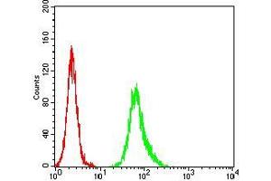 Flow cytometric analysis of Hela cells using ESR1 mouse mAb (green) and negative control (red). (Estrogen Receptor alpha antibody  (AA 2-185))
