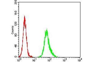 Flow cytometric analysis of Hela cells using ESR1 mouse mAb (green) and negative control (red).