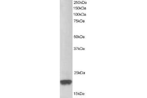 ABIN184951 staining (1µg/ml) of Jurkat lysate (RIPA buffer, 30µg total protein per lane).