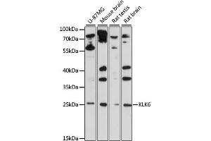 Western blot analysis of extracts of various cell lines, using KLK6 antibody (ABIN6133786, ABIN6142957, ABIN6142959 and ABIN6215531) at 1:1000 dilution.