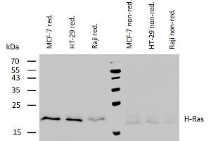 Western blotting analysis of human H-Ras using mouse monoclonal antibody H-Ras-03 on lysates of various cell lines under reducing and non-reducing conditions.