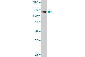 CEBPZ MaxPab polyclonal antibody. (CEBPZ antibody  (AA 1-1054))