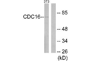 Western blot analysis of extracts from NIH-3T3 cells, using APC6 antibody. (CDC16 antibody)