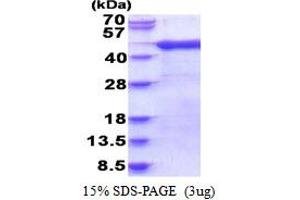 ADP-Ribosylation Factor Interacting Protein 1 (ARFIP1) (AA 1-341) protein (His tag)