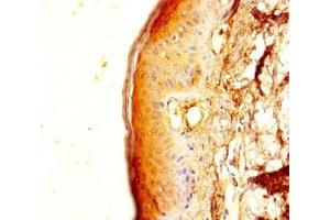 Immunohistochemistry of paraffin-embedded human skin tissue using ABIN7173207 at dilution of 1:100 (CNPY2/MSAP antibody  (AA 1-129))