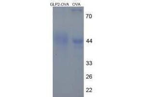 Image no. 1 for Glucagon-like peptide 2 (GLP-2) peptide (Ovalbumin) (ABIN5666202) (Glucagon-like peptide 2 (GLP-2) peptide (Ovalbumin))