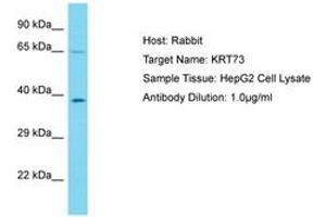Image no. 1 for anti-Keratin 73 (KRT73) (C-Term) antibody (ABIN6750576) (KRT73 antibody  (C-Term))