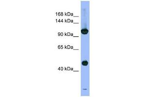 PSMD1 antibody used at 1 ug/ml to detect target protein.