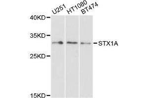 Western blot analysis of extracts of various cell lines, using STX1A antibody (ABIN1876774) at 1:1000 dilution.