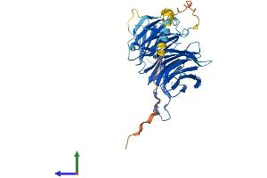 AlphaFold protein structure predicition of Human Recombinant WDR74 Protein, UniprotID Q6RFH5
