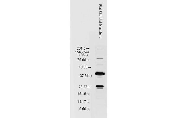 HSPB8 antibody  (HRP)
