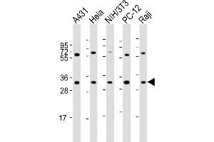 All lanes : Anti-RPL7A Antibody (C-Term) at 1:2000 dilution Lane 1: A431 whole cell lysate Lane 2: Hela whole cell lysate Lane 3: NIH/3T3 whole cell lysate Lane 4: PC-12 whole cell lysate Lane 5: Raji whole cell lysate Lysates/proteins at 20 μg per lane. (RPL7A antibody  (AA 200-235))