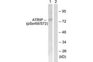 Western blot analysis of extracts from NIH-3T3 cells, using ATRIP (Phospho-Ser68) Antibody. (ATRIP antibody  (pSer68))