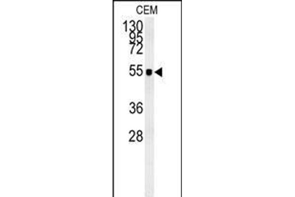 ZIC3 antibody  (AA 239-267)
