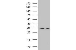 Image no. 1 for anti-Developmental Pluripotency Associated 2 (DPPA2) (AA 1-175) antibody (ABIN1490596) (DPPA2 antibody  (AA 1-175))