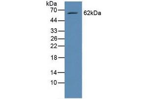 Figure. (RELB antibody  (AA 248-492))