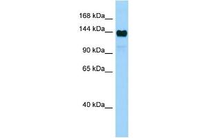 WB Suggested Anti-Aff4 Antibody Titration: 1. (AFF4 antibody  (Middle Region))