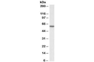 Western blot testing of human HeLa cell lysate with KPNA3 antibody at 0. (KPNA3 antibody)