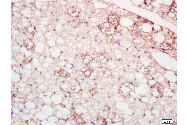 CLMP antibody  (AA 15-110)