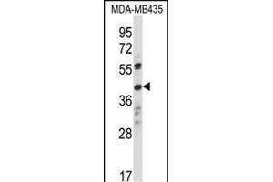 OR8K1 Antibody (C-term) (ABIN657918 and ABIN2846865) western blot analysis in MDA-M cell line lysates (35 μg/lane).