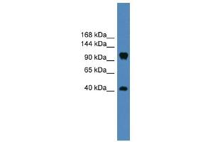 WB Suggested Anti-CNTN1 Antibody Titration: 0. (Contactin 1 antibody  (Middle Region))