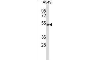 Western Blotting (WB) image for anti-Cholinergic Receptor, Nicotinic, alpha 5 (Neuronal) (CHRNA5) antibody (ABIN2997668) (CHRNA5 antibody)