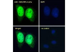 (ABIN185491) Immunofluorescence analysis of paraformaldehyde fixed U2OS cells, permeabilized with 0. (CBX5 antibody  (Internal Region))