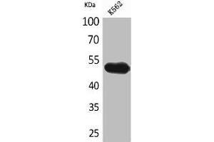 Western Blot analysis of K562 cells using CD328 Polyclonal Antibody