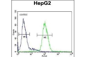 CP Antibody (N-term) (ABIN391512 and ABIN2841473) flow cytometric analysis of HepG2 cells (right histogram) compared to a negative control cell (left histogram). (Ceruloplasmin antibody  (N-Term))