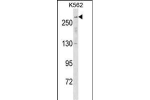 SCN5A Antibody (N-term) (ABIN1539374 and ABIN2850330) western blot analysis in K562 cell line lysates (35 μg/lane).