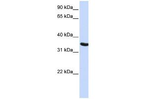 WB Suggested Anti-DPPA2 Antibody Titration: 0.