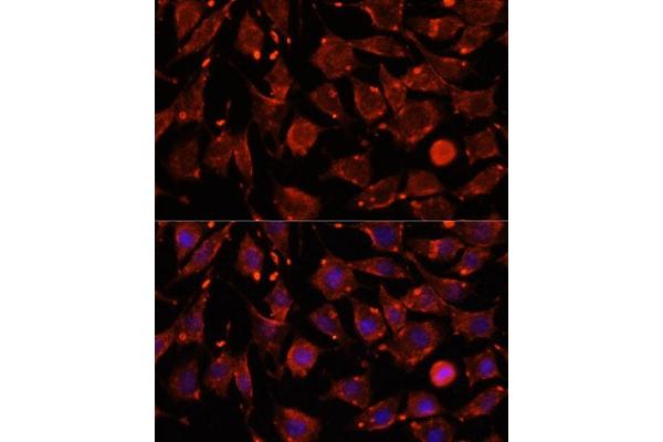 Intersectin 2 antibody  (AA 500-620)