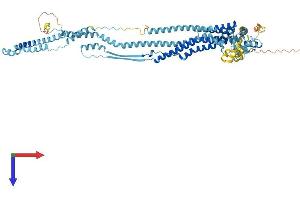 DCST1 Protein (AA 1-706) (His tag)