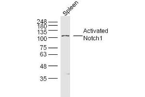 Mouse spleen lysates probed with Activated Notch1 Polyclonal Antibody, unconjugated  at 1:300 overnight at 4°C followed by a conjugated secondary antibody for 60 minutes at 37°C. (Notch1 antibody  (AA 1754-1800))