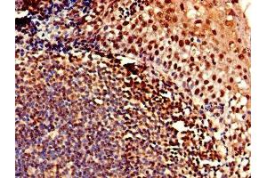Immunohistochemistry of paraffin-embedded human tonsil tissue using ABIN7147887 at dilution of 1:100 (Claudin 12 antibody  (AA 32-87))