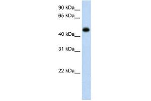 WB Suggested Anti-HAO1 Antibody Titration:  0. (HAO1 antibody  (C-Term))
