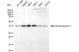 Western blotting analysis using nucleophosmin 1 antibody (ABIN7799671).