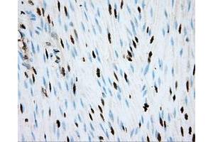 Image no. 10 for anti-Aryl Hydrocarbon Receptor Nuclear Translocator (ARNT) antibody (ABIN1496729) (ARNT antibody)