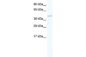 MEF2C antibody (20R-1146) used at 0. (MEF2C antibody  (N-Term))