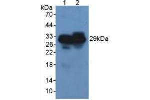 Western blot analysis of (1) Rat Pancreas Tissue and (2) Mouse Pancreas Tissue. (Elastase 3B antibody  (AA 29-270))