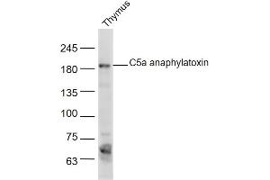 Mouse thymus lysate probed with C5a anaphylatoxin Polyclonal Antibody, Unconjugated  at 1:300 dilution and 4˚C overnight incubation. (C5 antibody  (AA 701-755))