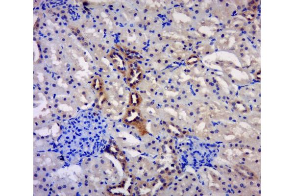 PRUNE antibody  (AA 201-300)