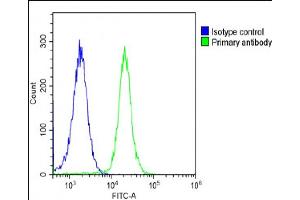 Overlay histogram showing A431 cells stained with (ABIN6243169 and ABIN6578860)(green line). (POLA1 antibody  (AA 1406-1439))