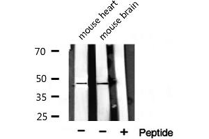 PAR1 antibody  (N-Term)