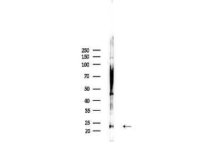 anti-Gap Junction Protein, beta 7, 25kDa (GJb7) (C-Term) antibody
